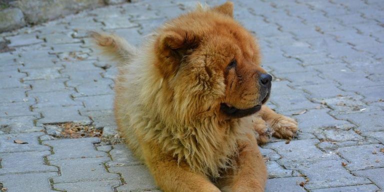 Pequeño perro leon - Wiki - Mascotas adopción