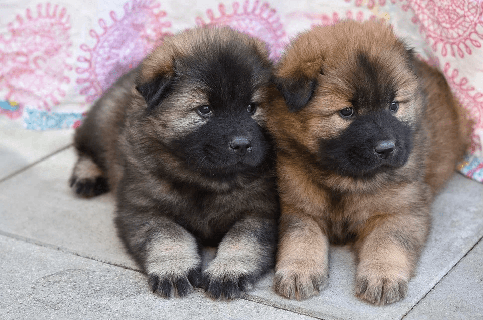 Cachorros En Adopcion En Espa a Mascotas Adopci n