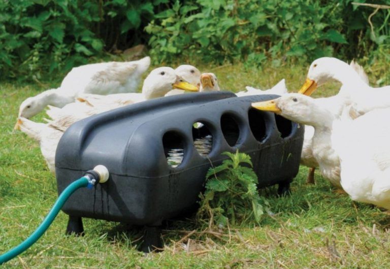 Bebedero de patos Funcionamiento y cómo escoger el adecuado Mascotas