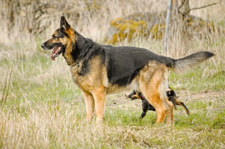 Las 4 mejores razas de perros guardianes - Mascotas adopción