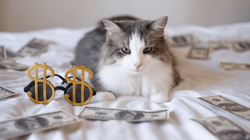 El Microchip para Gatos dinero