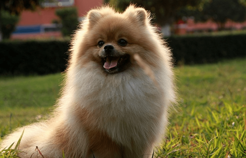 Recomendaciones a la hora de adoptar perros de razas pequeñas ...