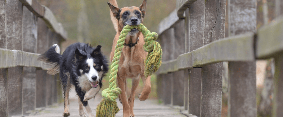 Productos para perros