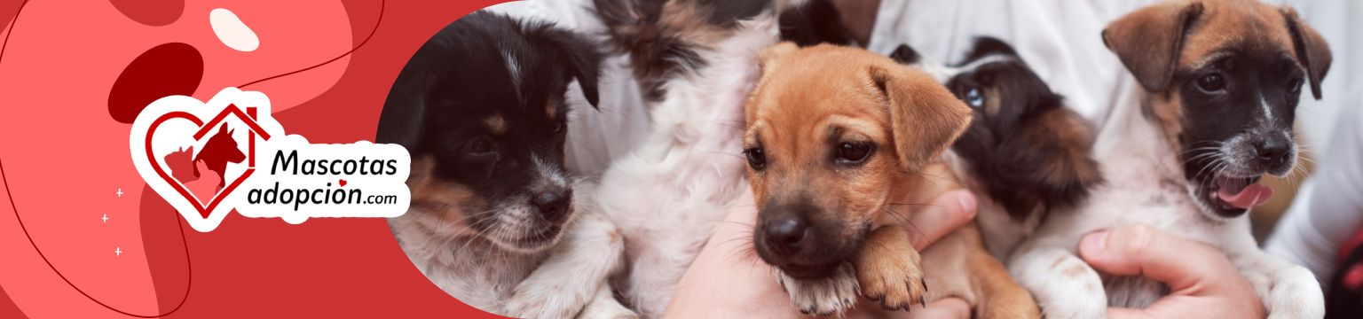 Se regalan cachorros de raza pequeña