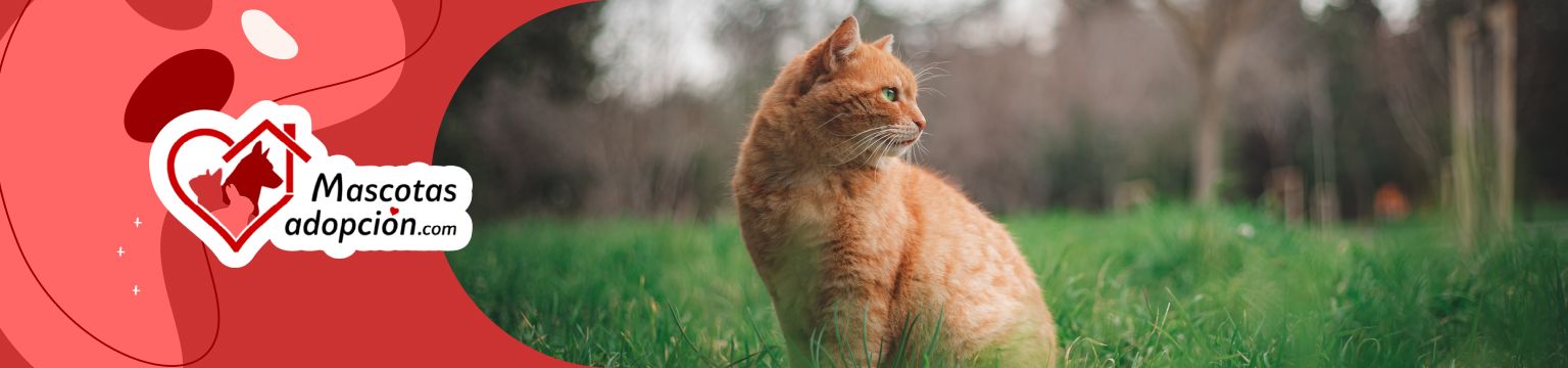 Regalo gato a Coruña