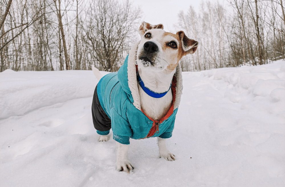 ropa para perros invierno