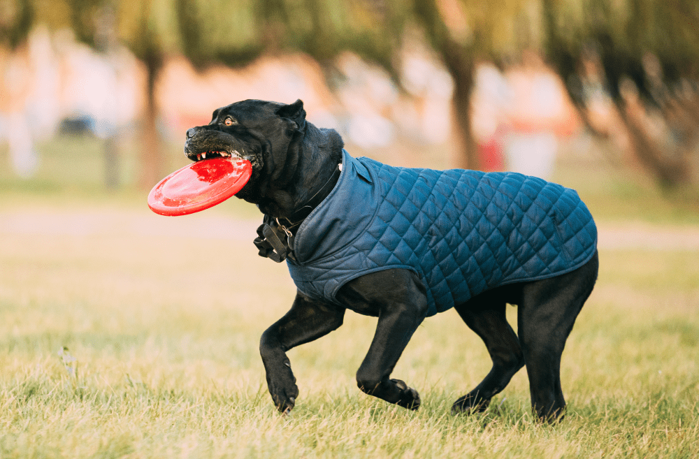 Como acostumbrar a tu perro a usar ropa