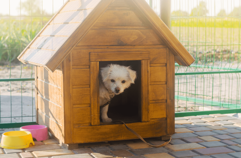 Caseta para perros