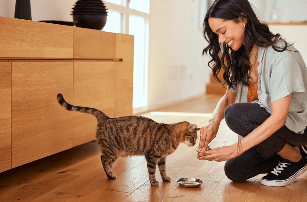 Comida húmeda para gatos