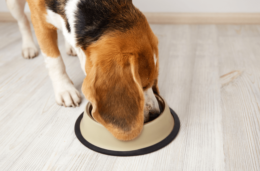 Comida húmeda para perros