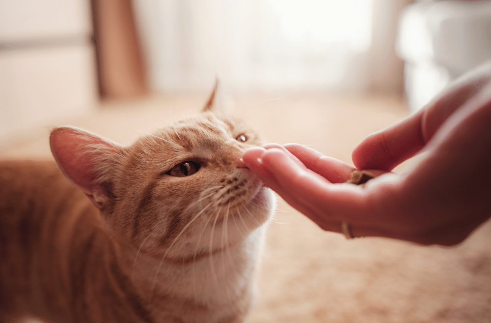 Snacks para gatos