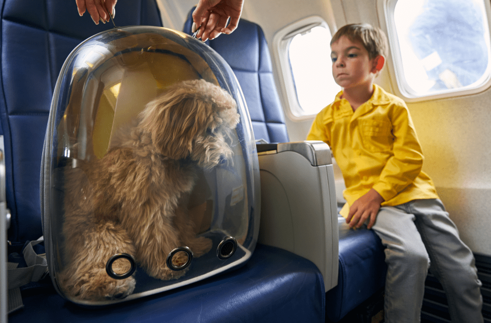 Transportín para perro