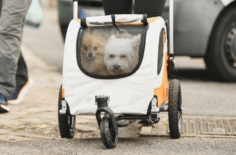 Transportín para perro