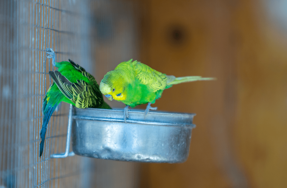 Comida humeda periquitos comida húmeda para pájaros