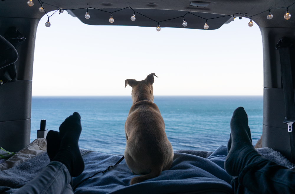 Viajar con perro