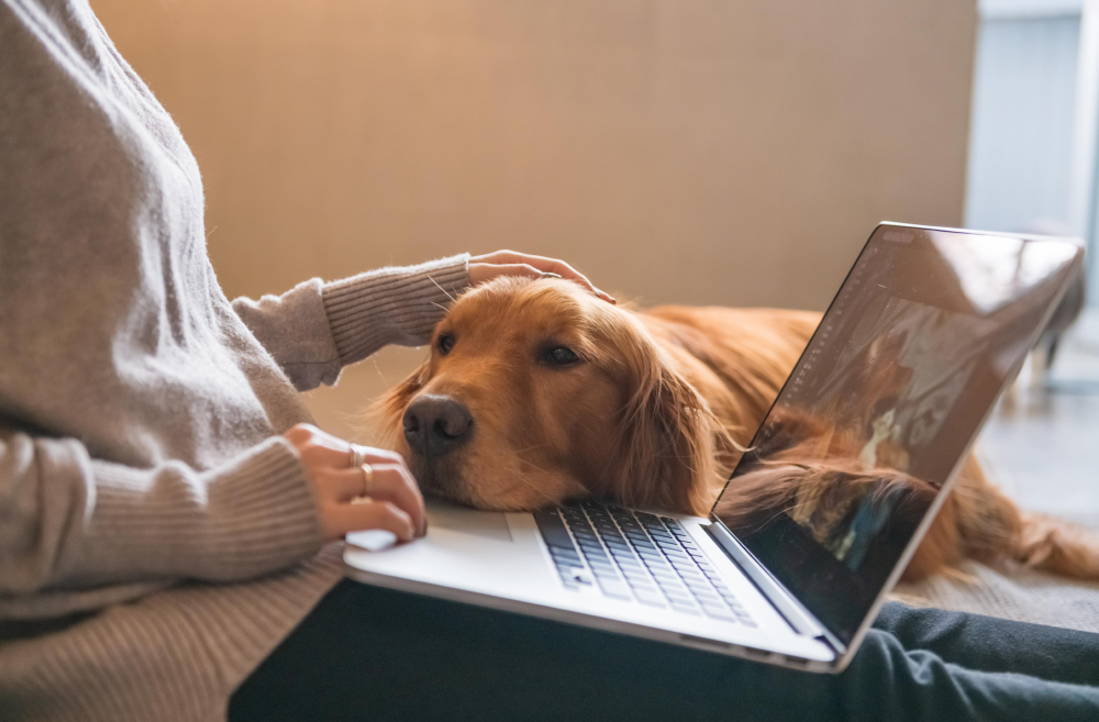 Viajar con perro