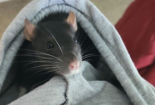 Cati, Tara y Petri Ratitas