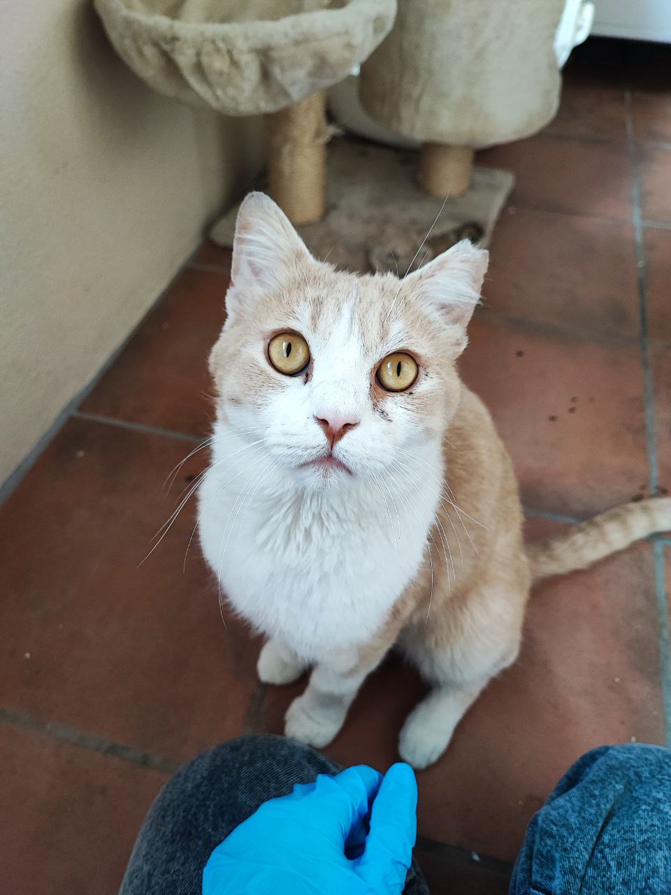 Gato ¡Adopta a Link! - Un aventurero nato - Mascotas adopción