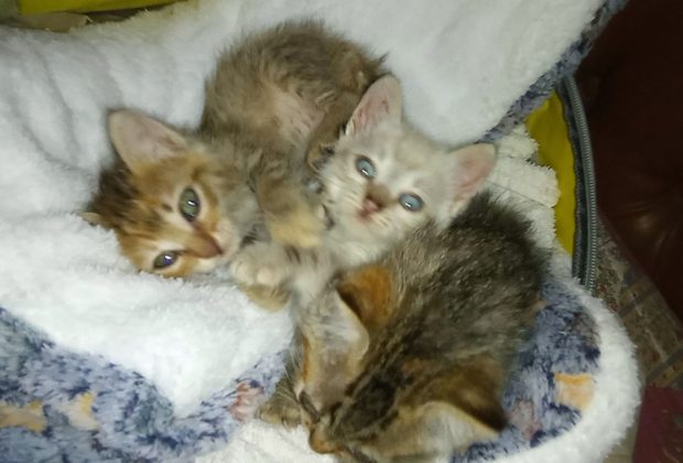Gatitos