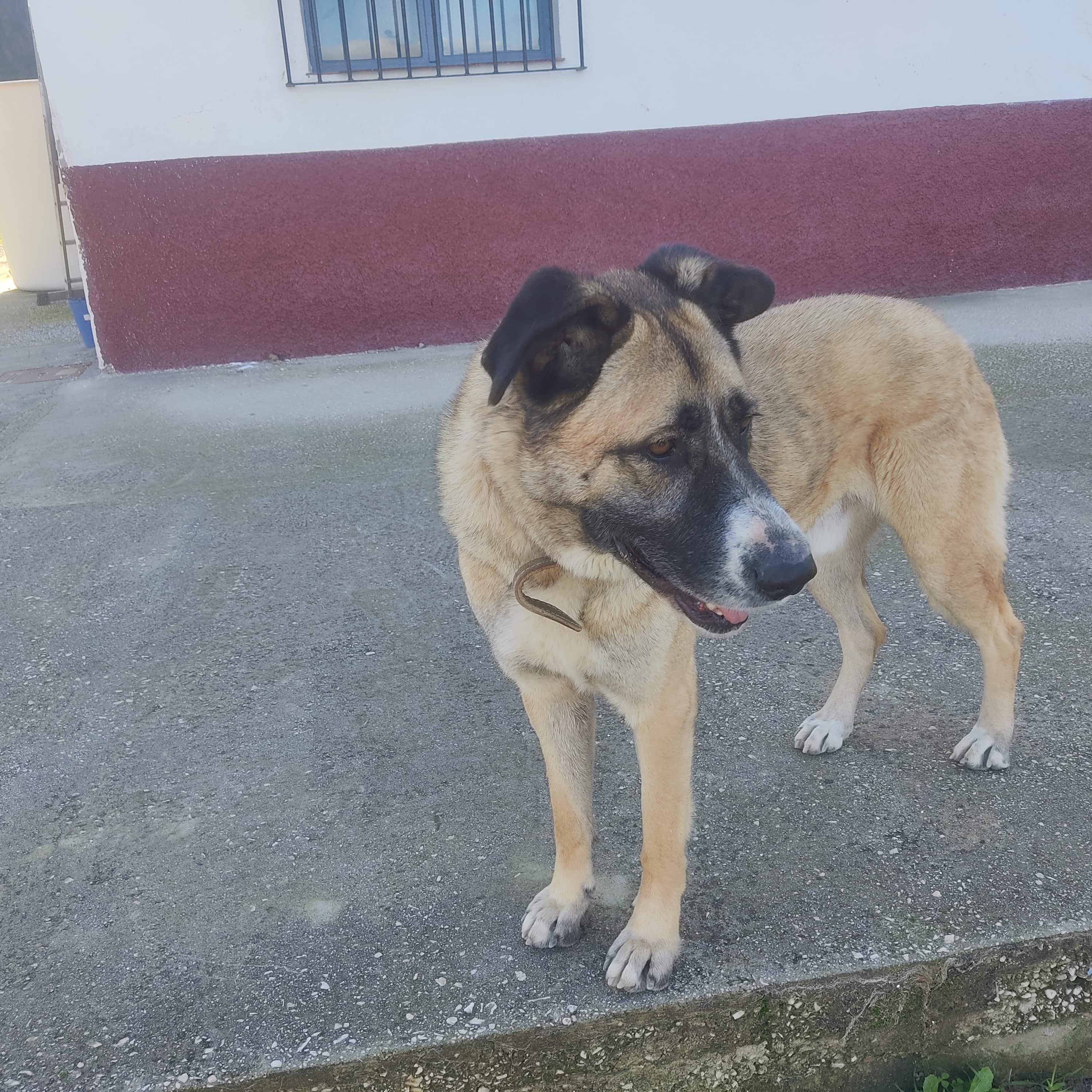 Perro Rolo - Alegre y juguetón - Mascotas adopción